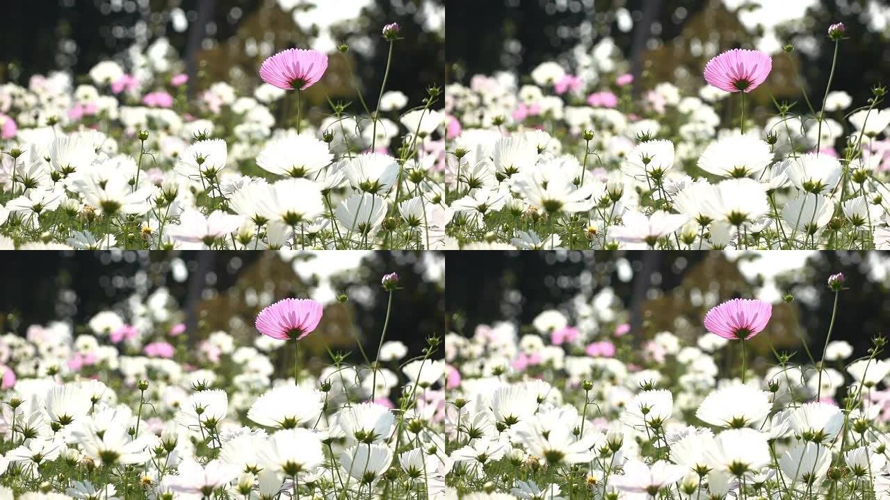 慢镜头，美丽的花朵在花园里