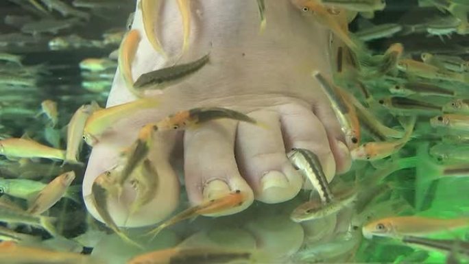 泰国Garra Rufa的鱼水疗修脚