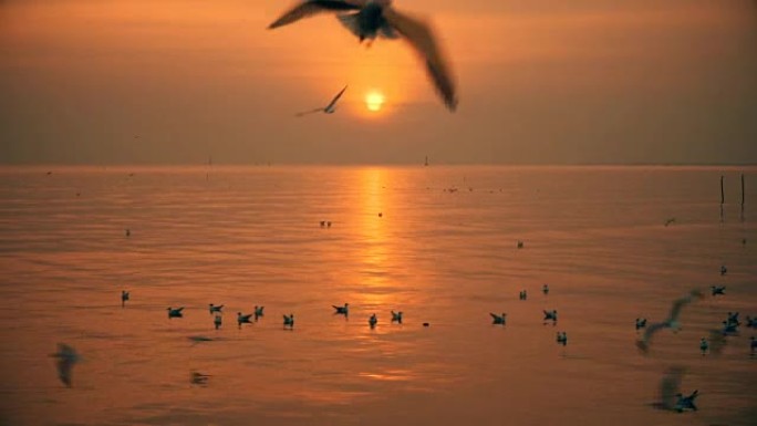 日落场景，成群的棕头海鸥在天空中飞翔