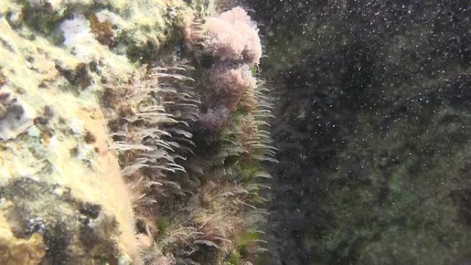 猫缆中的Toothed Feather hydroid colonies