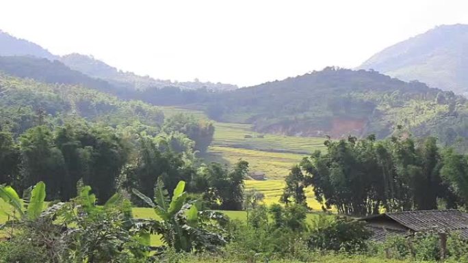 高清: 山上的水稻种植园。