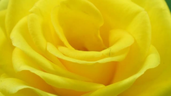 黄玫瑰绽放花蕊花芯盛开绽放自然生态
