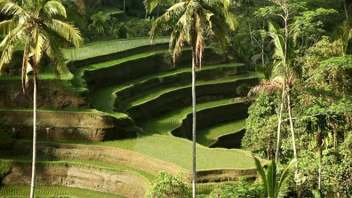 印尼巴厘岛乌布稻田