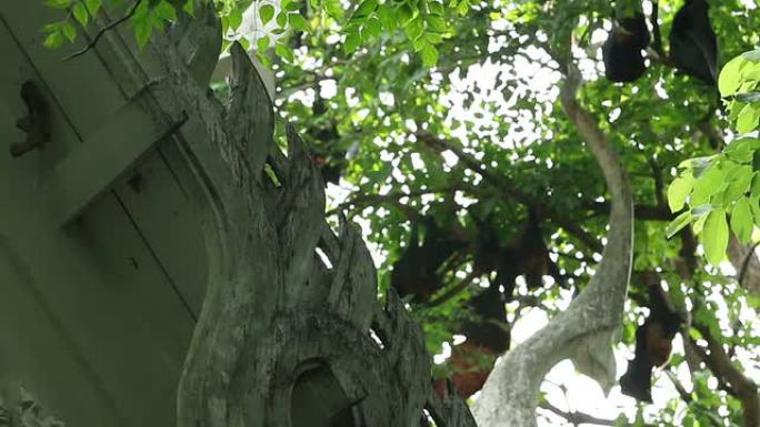 树上的果蝙蝠蝙蝠群树叶树木
