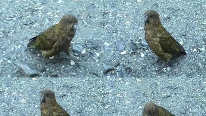 新西兰Kea