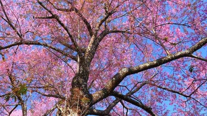 春天的粉红色樱花枝