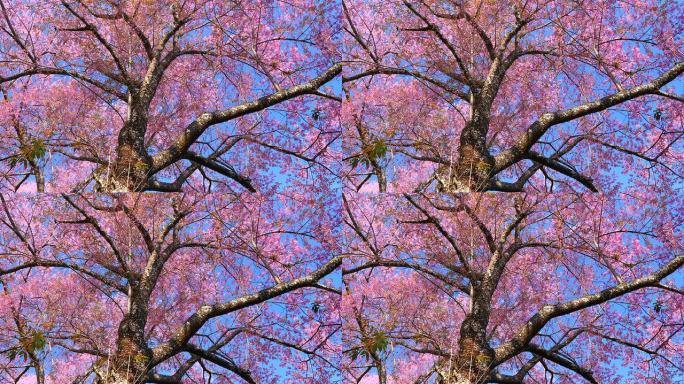 春天的粉红色樱花枝