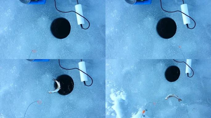 冰上钓鱼时捕捉虹鳟鱼