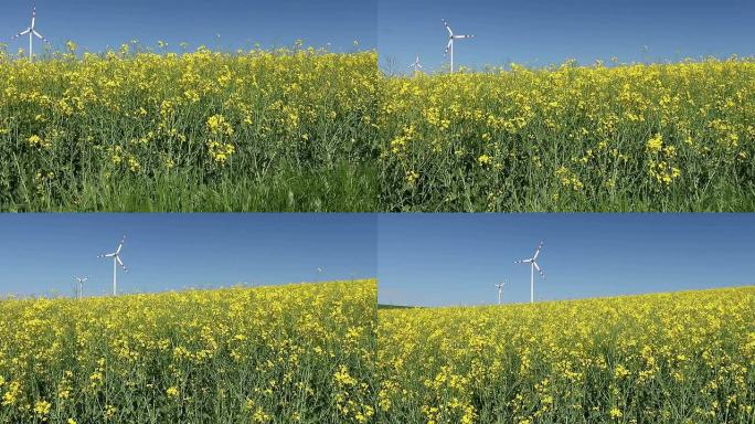 风力涡轮机和油菜