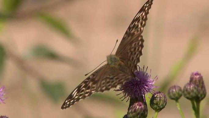 Butterfly on a flower（花上的蝴蝶）