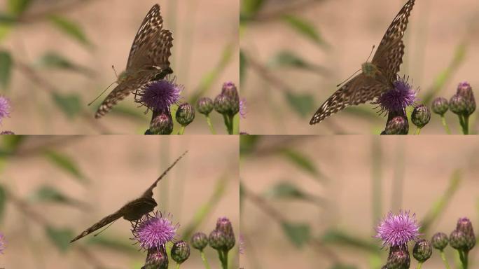 Butterfly on a flower（花上的蝴蝶）