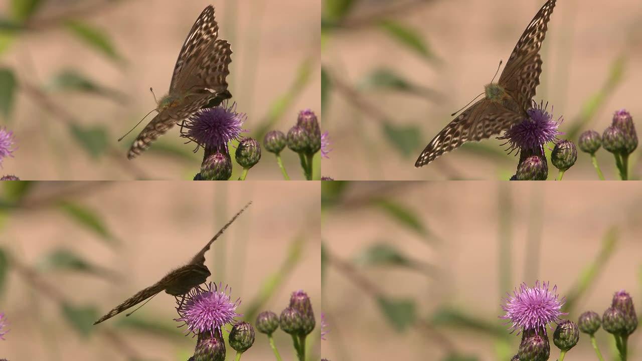 Butterfly on a flower（花上的蝴蝶）