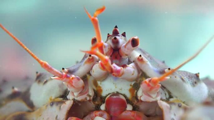 帝王蟹肖像4K景观鱼潜水鱼类海底世界