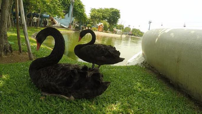两只鸭子黑天鹅水鸟湖边生物