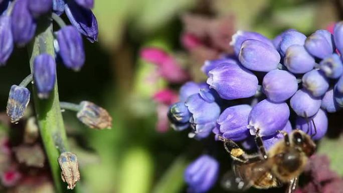 葡萄风信子和昆虫采蜜授粉一串紫色小花甜美