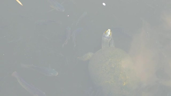 乌龟和鱼一起游泳。顶视图
