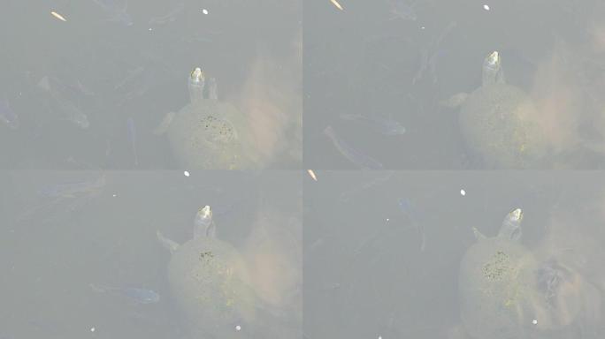 乌龟和鱼一起游泳。顶视图