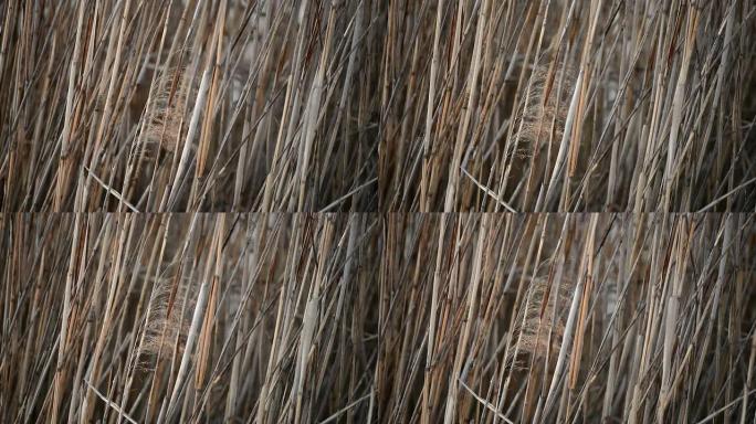 微风吹拂的金色芦苇