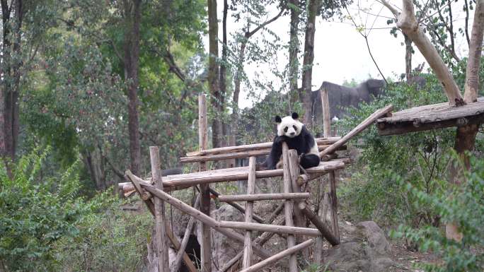 4K大熊猫坐着观望呆萌