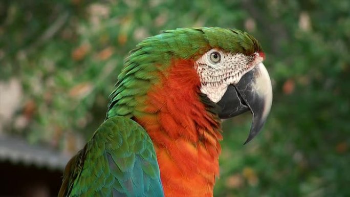 金刚鹦鹉红绿特写头部动物园里的鸟鸟头