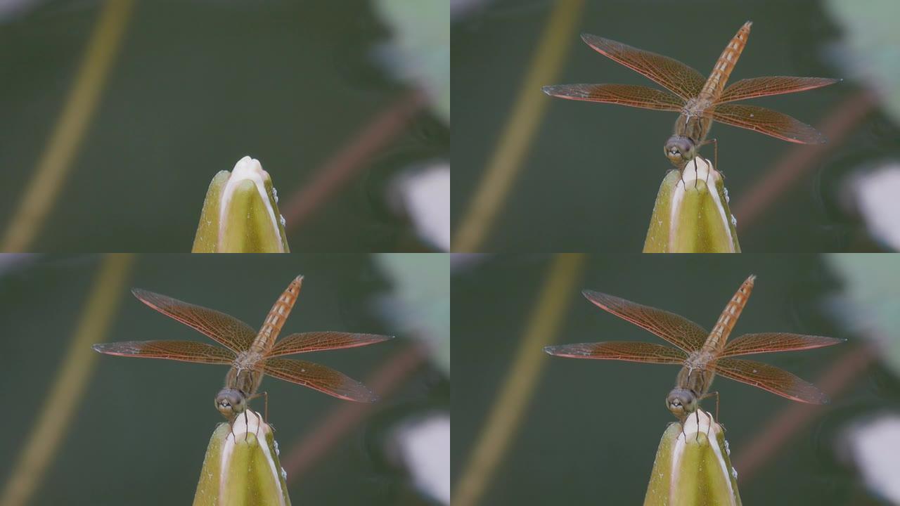 红蜻蜓在忙于捕捉虫子时呼吸加快，自由度较低。