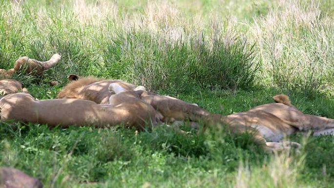 狮子家族动物园野生动物非洲草原生物多样性