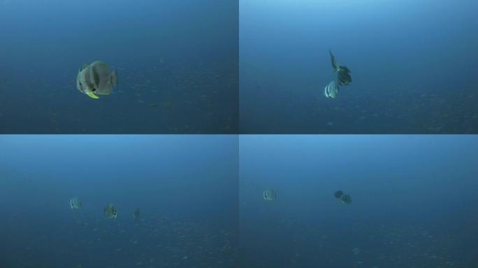 海表面下的Teira Batfish (Spadefish) 追踪