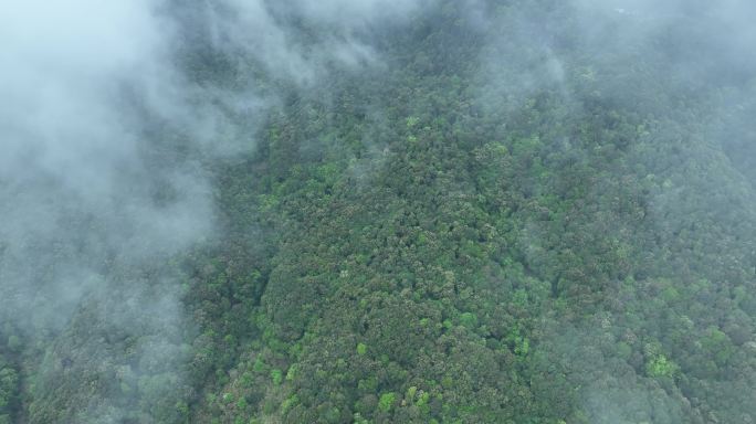 雨天森林航拍云雾缭绕森林树林大自然风景