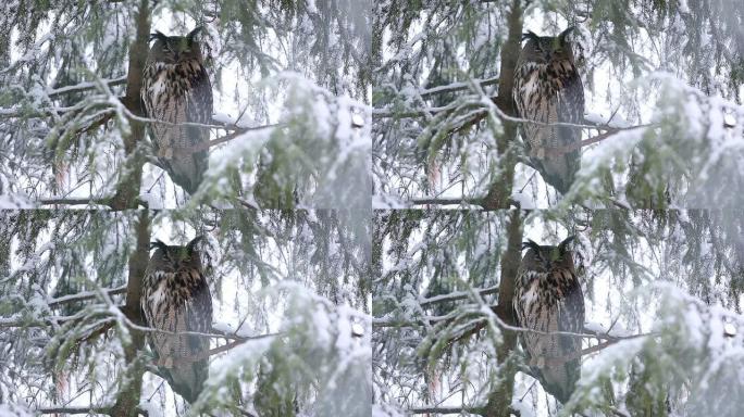 猫头鹰野生猫头鹰雪中猫头鹰保护动物