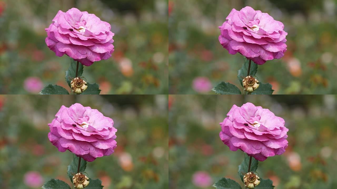 玫瑰让我们用粉红色的淡紫色混合来庆祝花簇的绽放