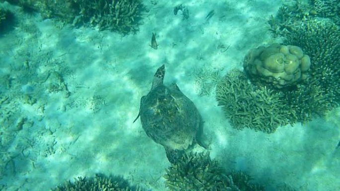高清视频绿色海龟游过马达加斯加煤礁