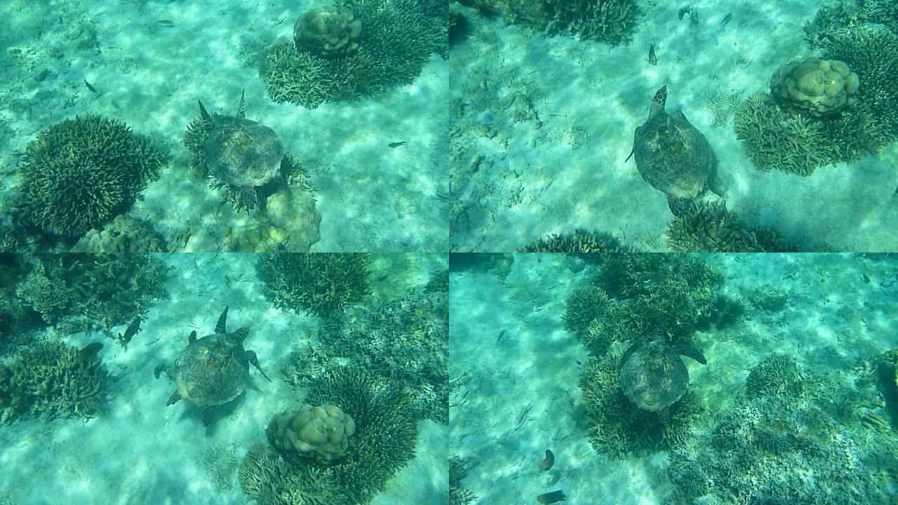 高清视频绿色海龟游过马达加斯加煤礁