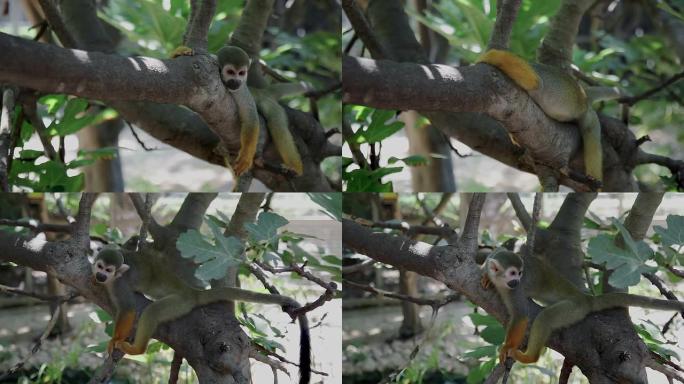 松鼠猴在树上休息