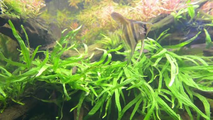 在水族馆游泳的五颜六色的鱼