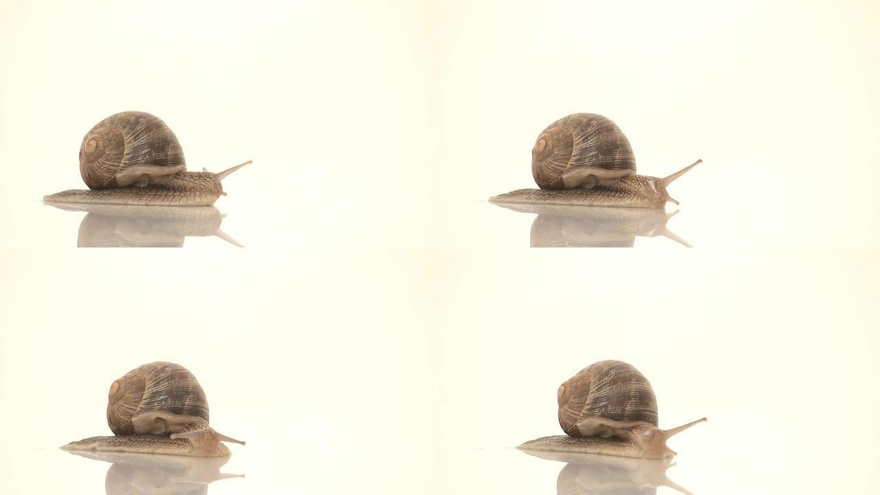 高清蜗牛在工作室爬行