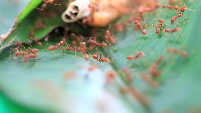 红蚂蚁红蚂蚁昆虫