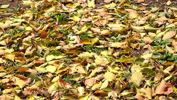 地面上的叶子-4K-