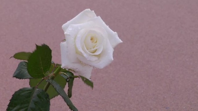 白玫瑰白玫瑰