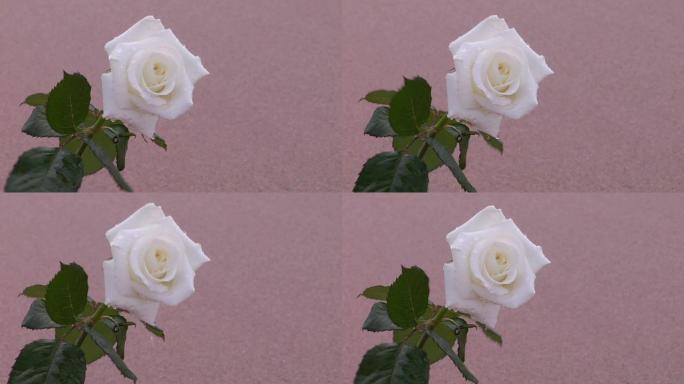 白玫瑰白玫瑰