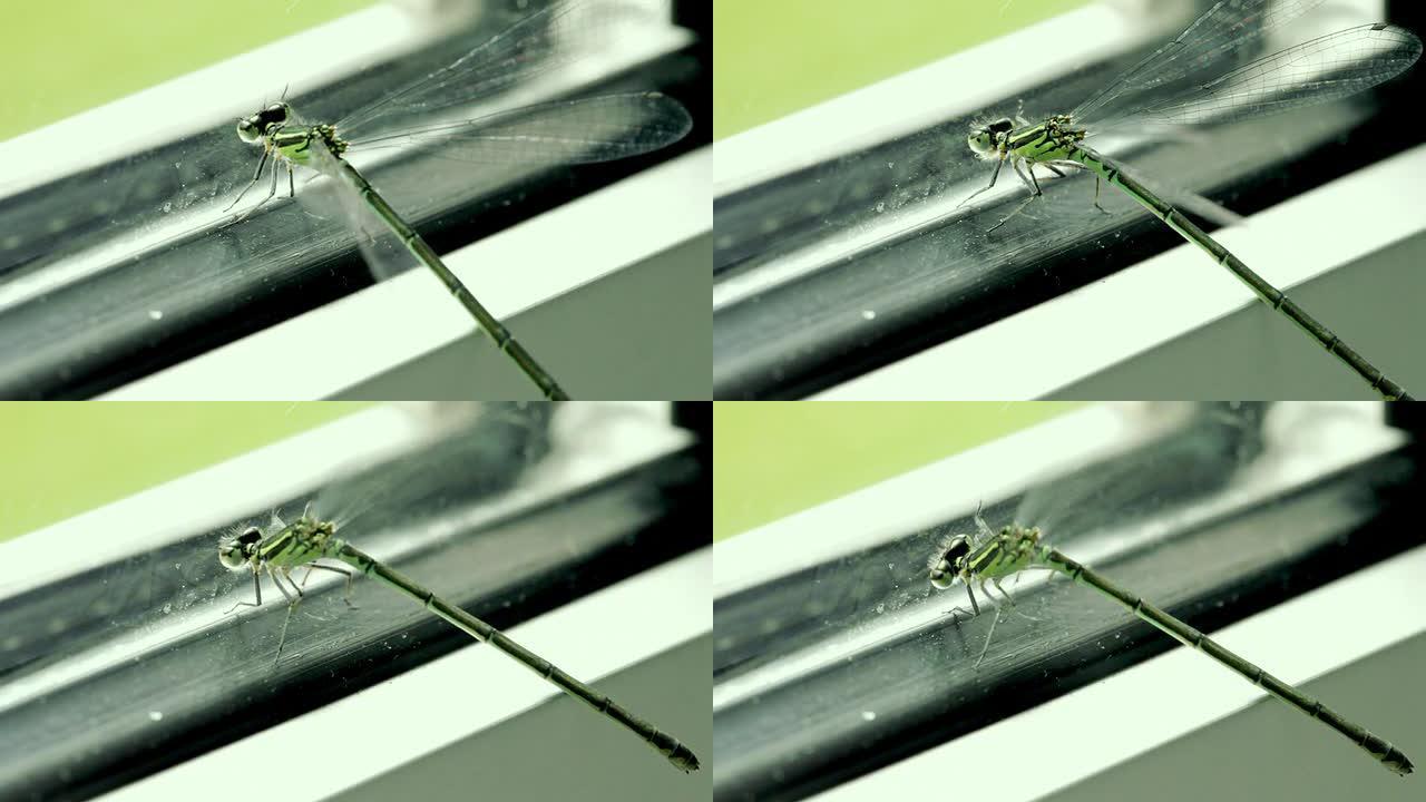 绿色搅动的蜻蜓蜻蜓