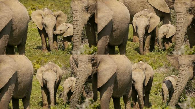 两只小象小象吃饭亚洲象野生象