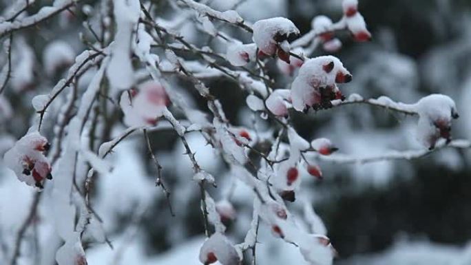 冬天和雪