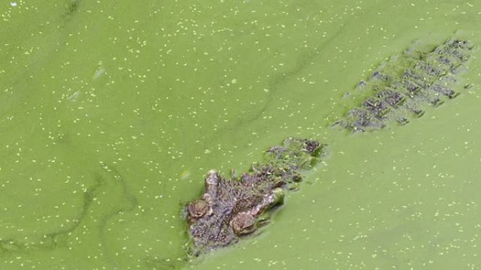 鳄鱼在水中游动
