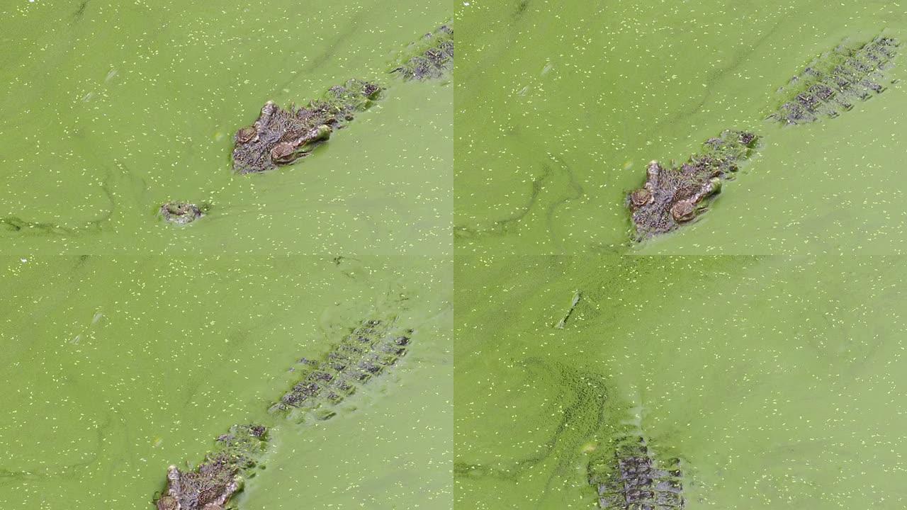 鳄鱼在水中游动