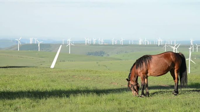 牧草在草地上与风管背景，实时。