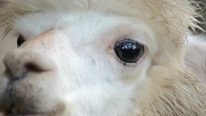 高清: 南非的羊驼特写