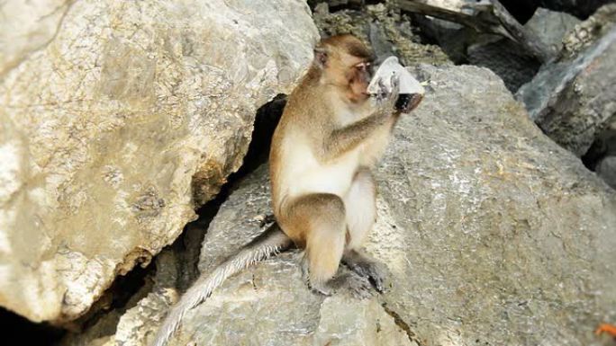 猴子喝可乐