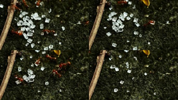 蚂蚁对糖红蚂蚁红蚁方糖