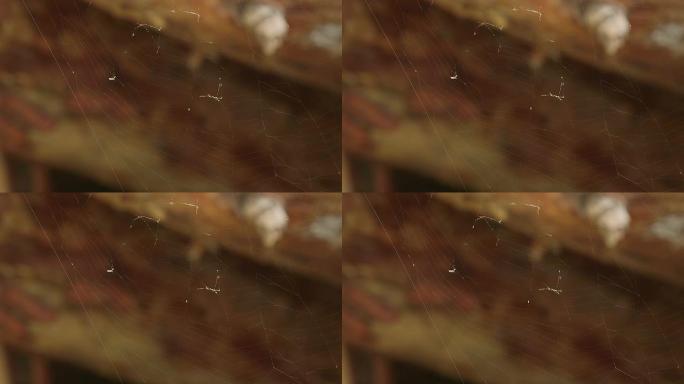 蜘蛛网-微距拍摄/在风中跳舞