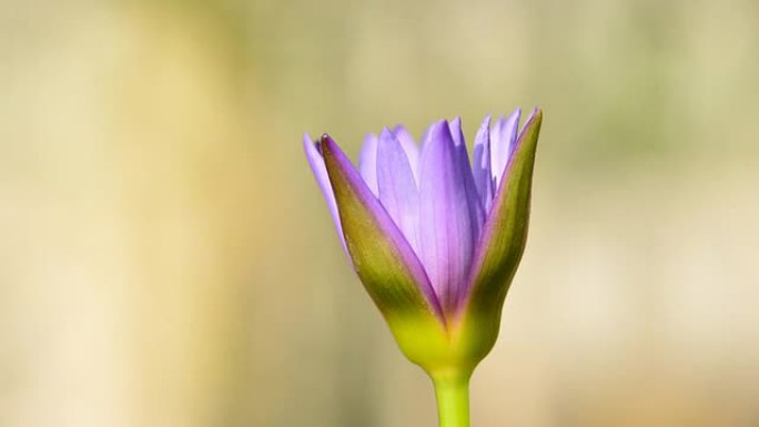 时光流逝中绽放的紫莲花